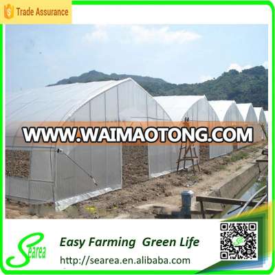 Multispan Tunnel Greenhouse for flower