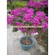 Sell Bougainvillea