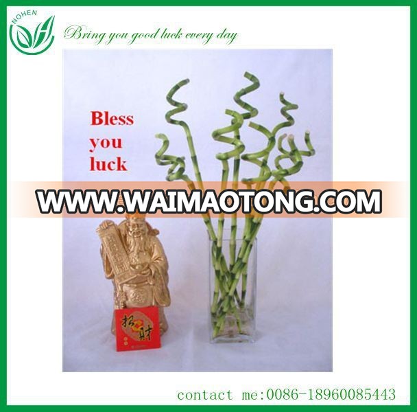 Bonsai Plants Spiral Lucky Bamboo